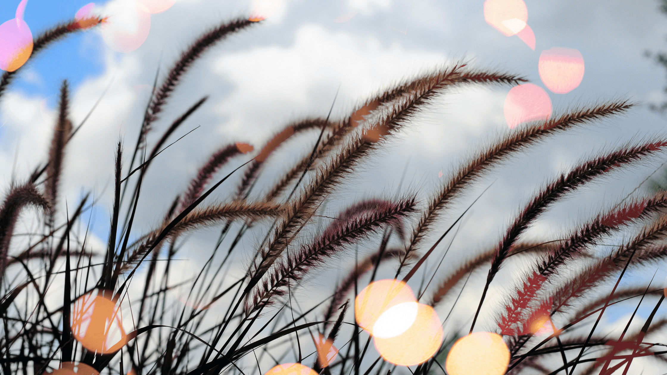 Expanding your impact as Ayurvedic Health professional